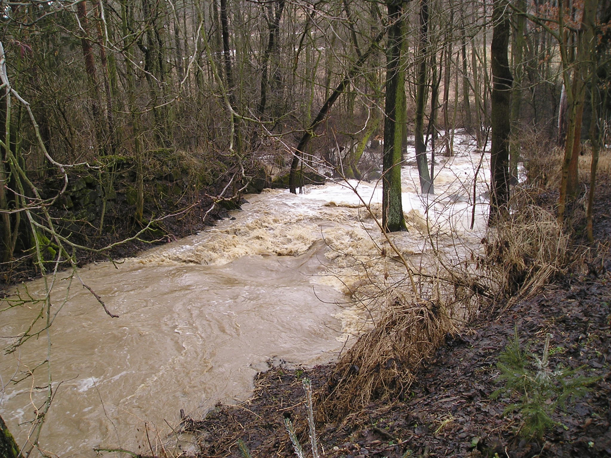 Janovický potok 2006 - 3